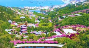 4月20日至5月5日威海赤山景區(qū)邀您共度浪漫櫻花季！