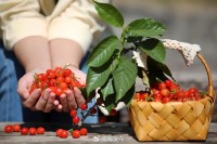 5月18日至6月16日，“櫻桃之約”邀你共赴！